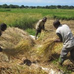 Rice threshers