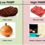 PAMP Foods update