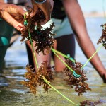 Community seaweed farming in Tampolove Madagascar