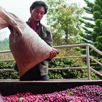 yunnan-china-nescafe-feed