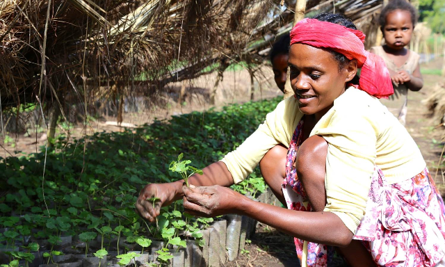 technoserve-nespresso-ethiopia-tree-planting_2