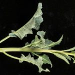 fast growing sprouting broccoli