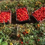 Lycored non-GMO tomatoes