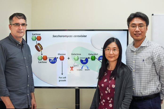 Researchers develop low calorie sweetener from yeast and lactose