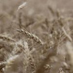 Wheat_