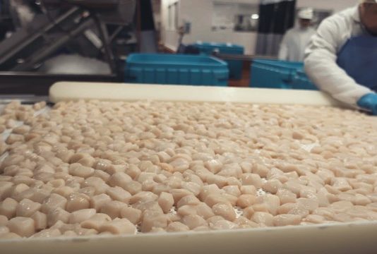 Scallops on the blockchain as IBM & Raw Seafoods boost traceability