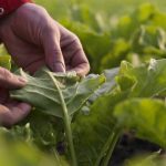 sugar beet foaliage leaves