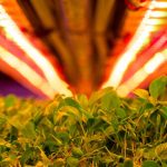 vertical farms